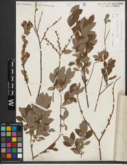 Foto von Salix starkeana Willd.